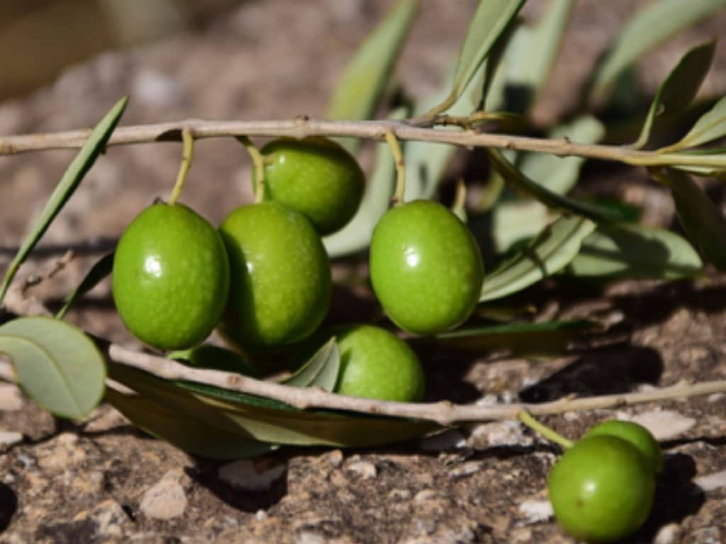 Italian olives easter tradition