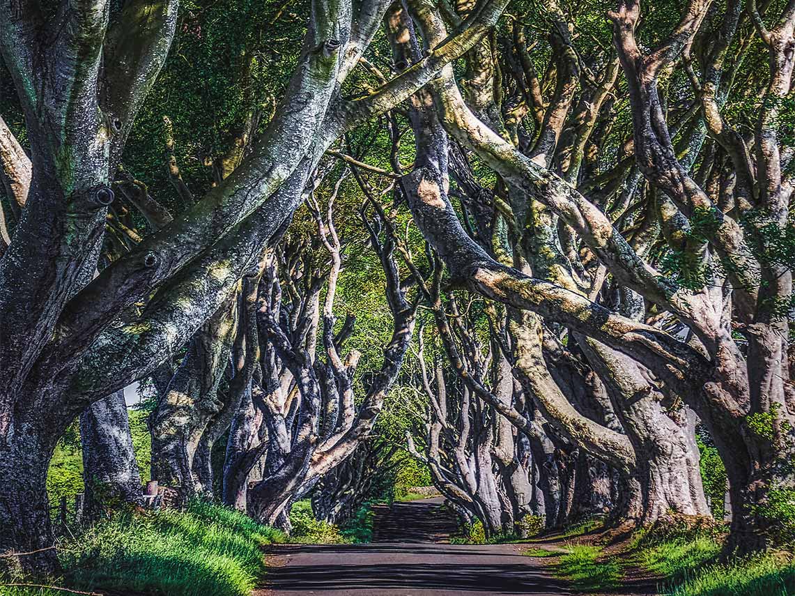 Visit the real life dark hedges from game of thrones in county antrim, ireland.