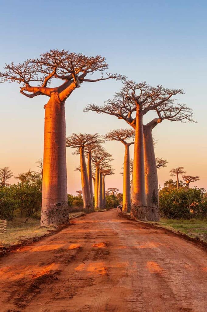 Avenue of the baobabs during sunset