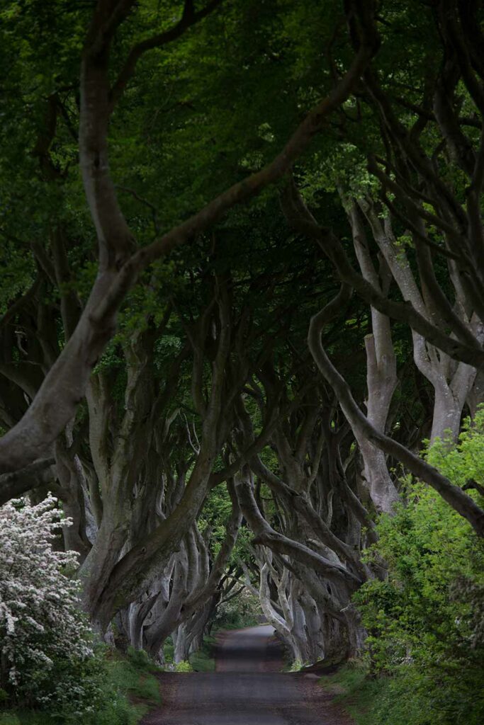 mystical dark hedges in northern ireland_