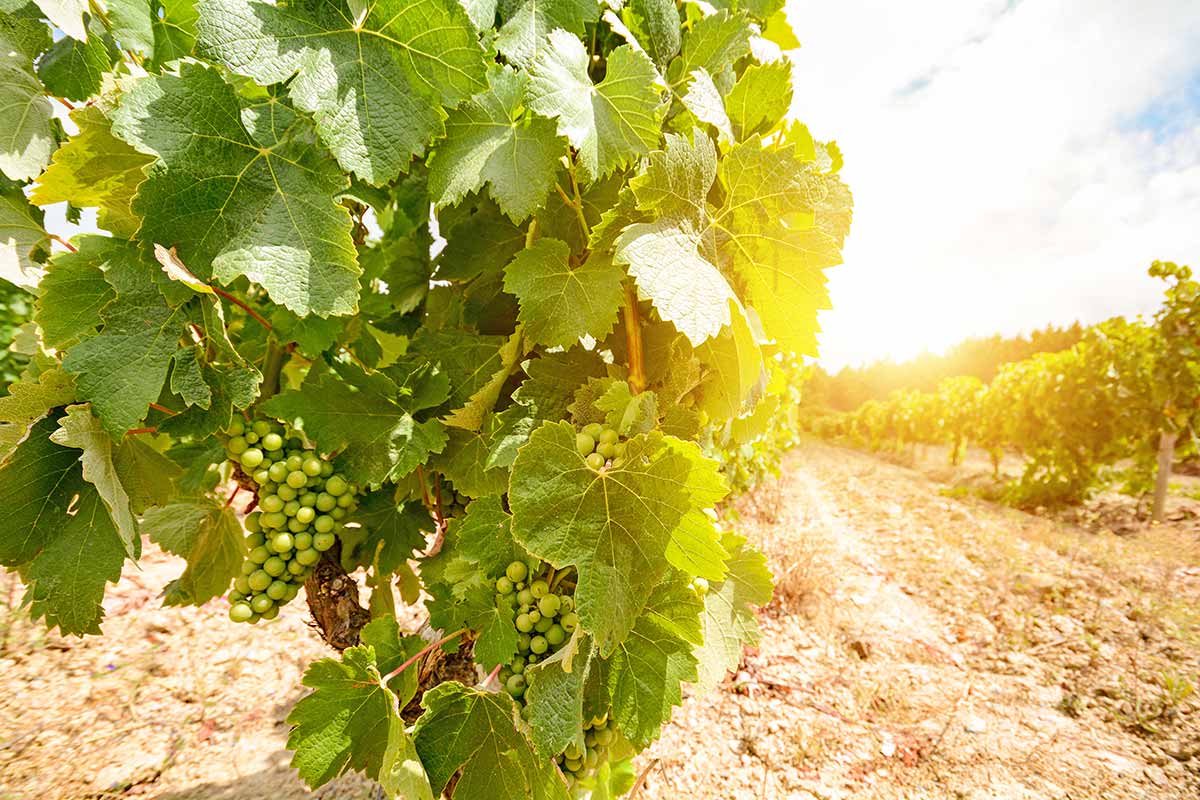 Old vineyards with red wine grapes in the Alentejo wine region near Evora, Portugal