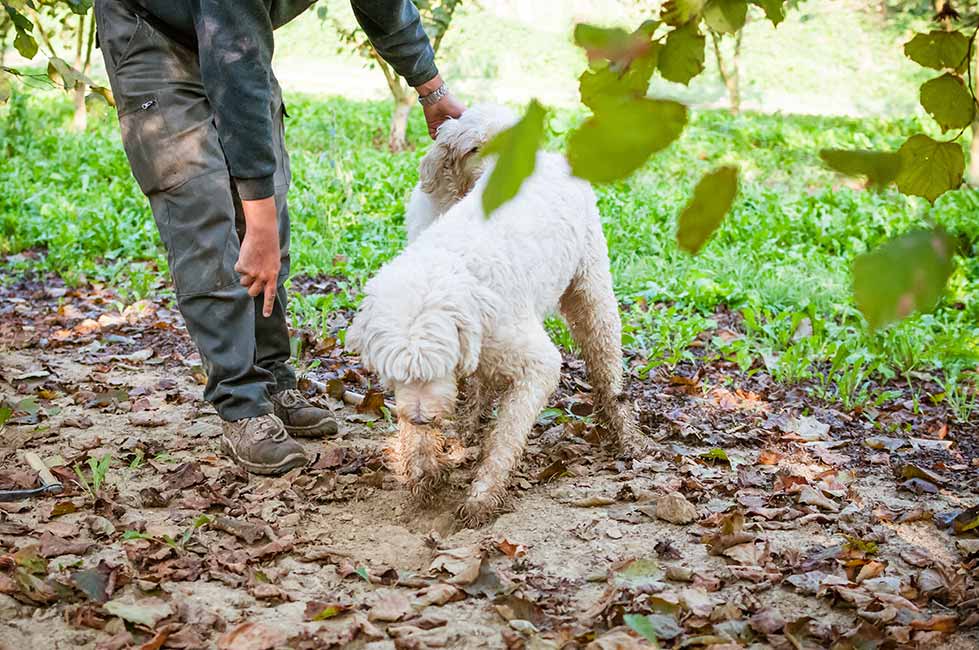 Truffle Hunting, tour experience Umbria, Italy