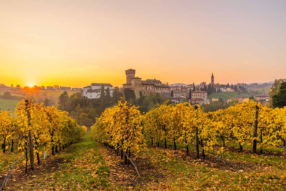 group on tour at Vineyards Near Bologna in spring.