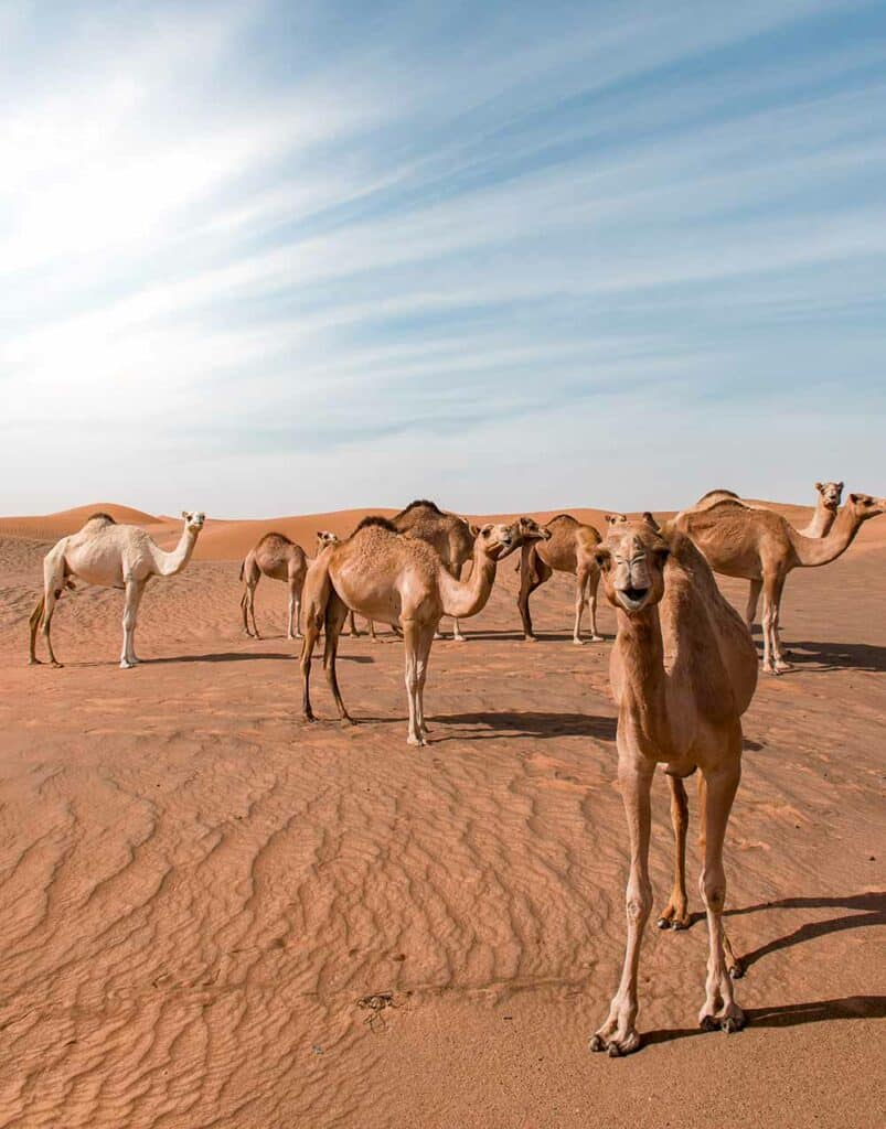 shot of camels walking around a desert with sand dunes in the distance, Morocco