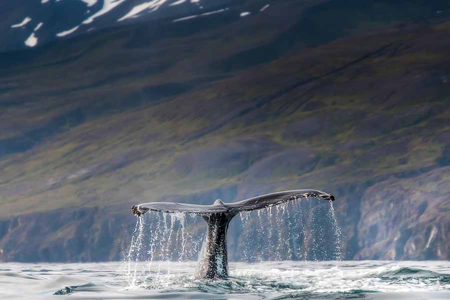 Whale Watching tour experience Iceland