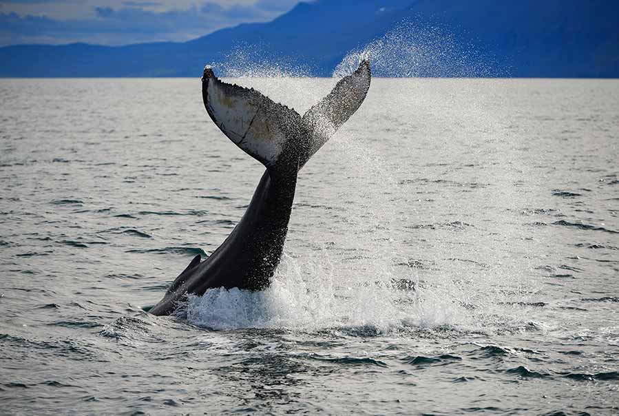 Humpback whale tail emerging from the water during a whale watching tour in Iceland